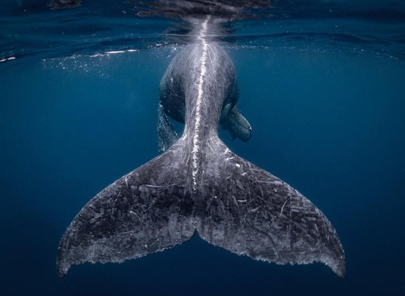 Ảnh chụp đuôi cá voi lưng gù đoạt giải ảnh du lịch NatGeo 2018 - Ảnh 1. Ảnh chụp đuôi cá voi lưng gù đoạt giải ảnh du lịch NatGeo 2018 - Ảnh 1.