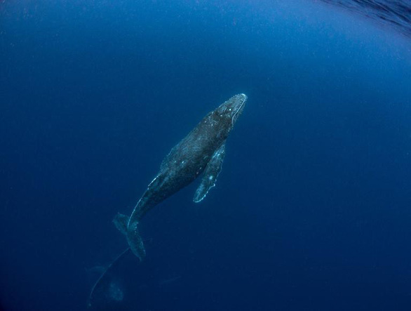 Ảnh chụp đuôi cá voi lưng gù đoạt giải ảnh du lịch NatGeo 2018 - Ảnh 6.