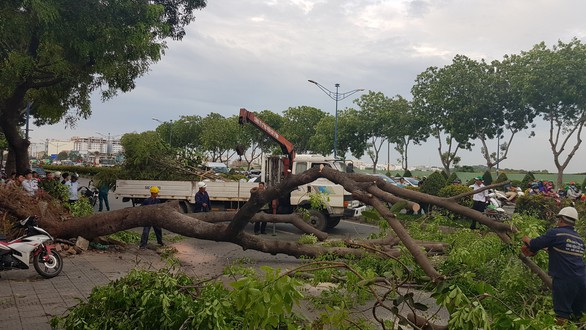 Ba người đi xe máy bị thương do cây xà cừ bật gốc - Ảnh 2. Ba người đi xe máy bị thương do cây xà cừ bật gốc - Ảnh 2.