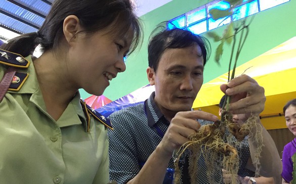 Siêu trộm sâm hoành hành trên đỉnh Ngọc Linh - Ảnh 1. Siêu trộm sâm hoành hành trên đỉnh Ngọc Linh - Ảnh 1.