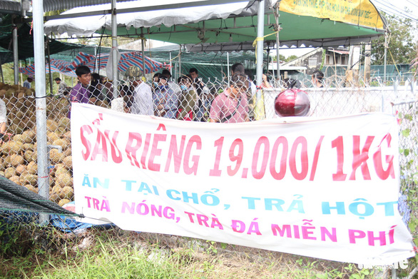 Ùn ùn đi ăn sầu riêng siêu rẻ, chỉ 19.000 đồng/kg - Ảnh 7. Ùn ùn đi ăn sầu riêng siêu rẻ, chỉ 19.000 đồng/kg - Ảnh 7.
