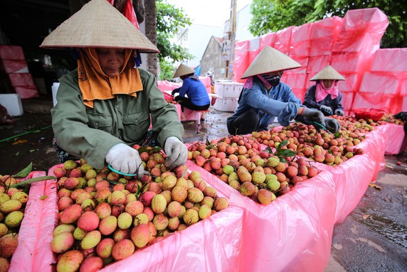 5 năm đàm phán, vải thiều Việt chính thức sang Nhật - Ảnh 1. 5 năm đàm phán, vải thiều Việt chính thức sang Nhật - Ảnh 1.