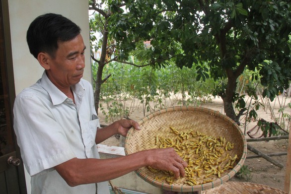 Một công ty muốn đầu tư 50 triệu đô nuôi tằm biến đổi gen? - Ảnh 2. Một công ty muốn đầu tư 50 triệu đô nuôi tằm biến đổi gen? - Ảnh 2.
