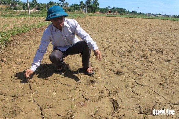 Nắng nóng kéo dài, Thanh Hóa lo mất gần 1.000ha lúa mùa - Ảnh 2.