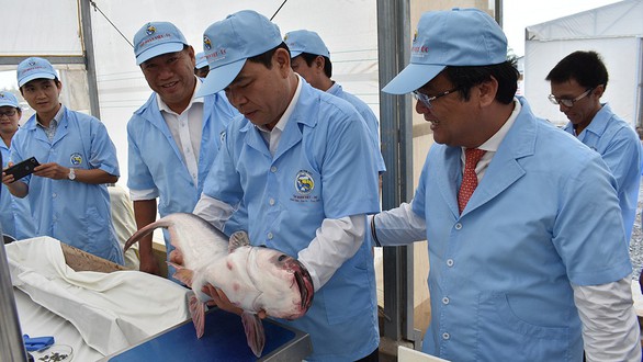 Nuôi cá tra tăng trưởng nóng, lo âu chất lượng - Ảnh 1. Nuôi cá tra tăng trưởng nóng, lo âu chất lượng - Ảnh 1.
