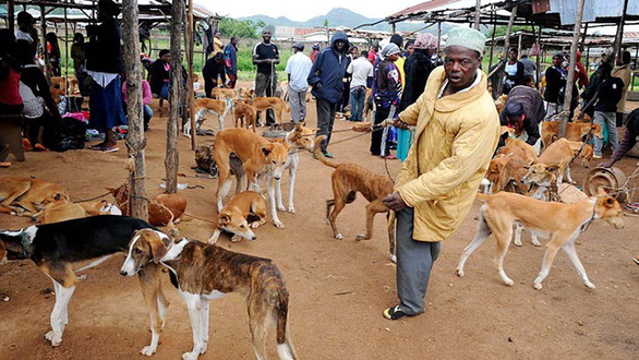 Vòng quanh thế giới thịt chó - kỳ 3: Món chó ở châu Phi và Thụy Sĩ - Ảnh 3.