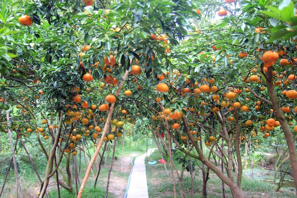 Gần Tết đi thăm làng quýt hồng Lai Vung - Ảnh 11. Gần Tết đi thăm làng quýt hồng Lai Vung - Ảnh 11.