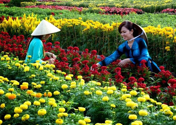 Làng hoa Sa Đéc đón Tết Mậu Tuất - Ảnh 3. Làng hoa Sa Đéc đón Tết Mậu Tuất - Ảnh 3.
