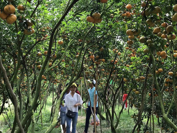 Gần Tết đi thăm làng quýt hồng Lai Vung - Ảnh 12. Gần Tết đi thăm làng quýt hồng Lai Vung - Ảnh 12.