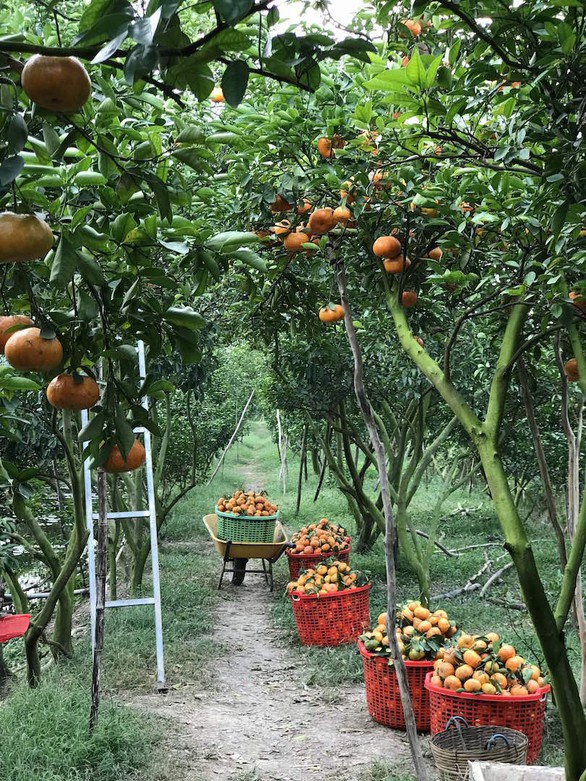 Gần Tết đi thăm làng quýt hồng Lai Vung - Ảnh 5. Gần Tết đi thăm làng quýt hồng Lai Vung - Ảnh 5.