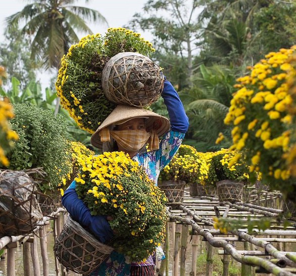 Làng hoa Sa Đéc đón Tết Mậu Tuất - Ảnh 5. Làng hoa Sa Đéc đón Tết Mậu Tuất - Ảnh 5.