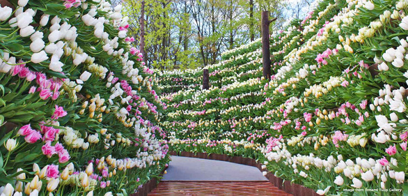 Cung điện hoa tulip rực rỡ ở Nhật Bản - Ảnh 6. Cung điện hoa tulip rực rỡ ở Nhật Bản - Ảnh 6.