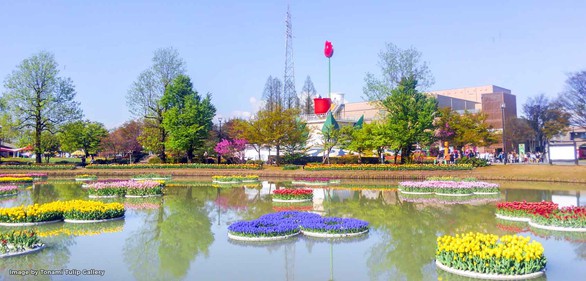 Cung điện hoa tulip rực rỡ ở Nhật Bản - Ảnh 7. Cung điện hoa tulip rực rỡ ở Nhật Bản - Ảnh 7.