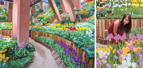 Cung điện hoa tulip rực rỡ ở Nhật Bản - Ảnh 4. Cung điện hoa tulip rực rỡ ở Nhật Bản - Ảnh 4.