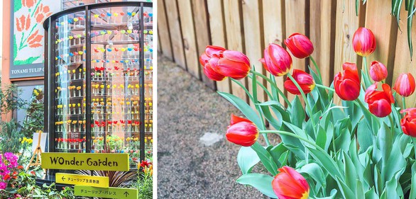 Cung điện hoa tulip rực rỡ ở Nhật Bản - Ảnh 1. Cung điện hoa tulip rực rỡ ở Nhật Bản - Ảnh 1.