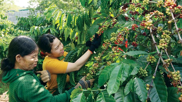 Chất lượng thấm trong từng giọt cà phê - Ảnh 1. Chất lượng thấm trong từng giọt cà phê - Ảnh 1.