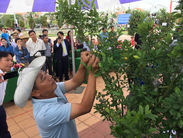 Xem quất cảnh thi... hoa hậu ở Hội An - Ảnh 3. Xem quất cảnh thi... hoa hậu ở Hội An - Ảnh 3.