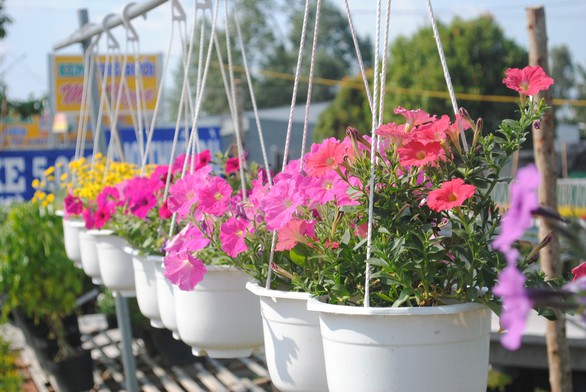 Làng hoa lớn nhất miền Tây chính thức thu phí tham quan 20.000 đồng - Ảnh 2. Làng hoa lớn nhất miền Tây chính thức thu phí tham quan 20.000 đồng - Ảnh 2.