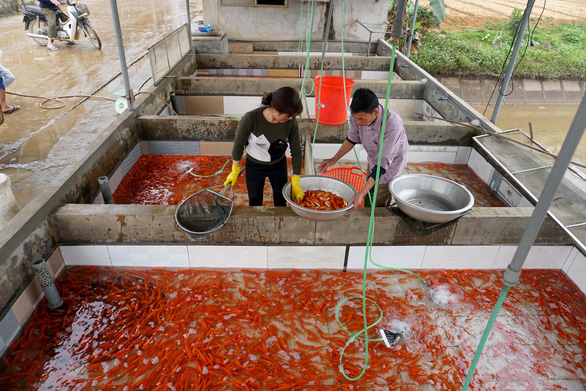 Lãi trăm triệu nhờ nuôi cá chép đỏ phục vụ ông Công, ông Táo - Ảnh 1.