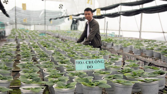 Thăng trầm làng hoa Sa Đéc - Kỳ 2: Trái tim của làng hoa - Ảnh 1. Thăng trầm làng hoa Sa Đéc - Kỳ 2: Trái tim của làng hoa - Ảnh 1.