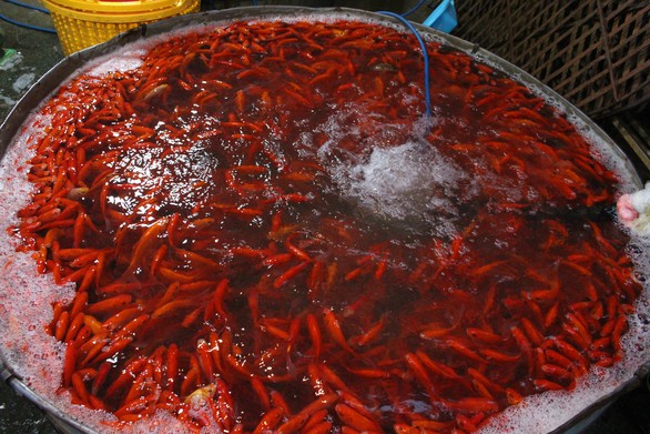 Thương lái chợ Yên Sở lo phải phóng sinh cá bất đắc dĩ... - Ảnh 1. Thương lái chợ Yên Sở lo phải phóng sinh cá bất đắc dĩ... - Ảnh 1.
