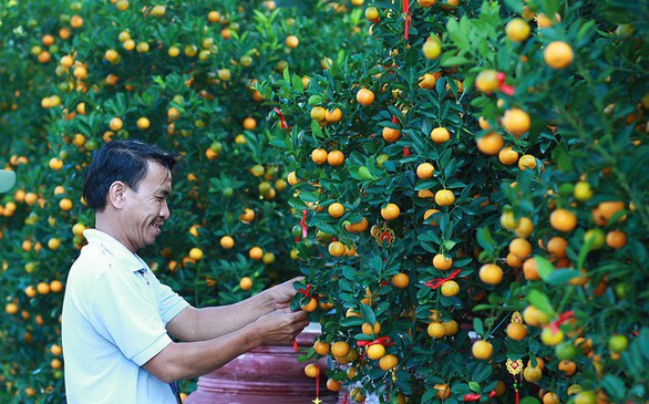 Hoa 3 miền tỏa các nơi chờ đón tết - Ảnh 3. Hoa 3 miền tỏa các nơi chờ đón tết - Ảnh 3.