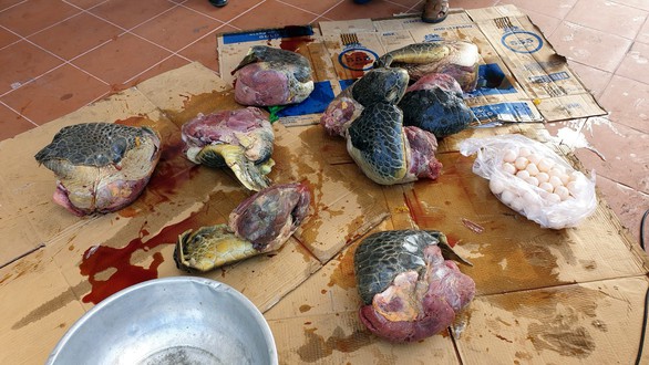 Tàng trữ thịt và trứng vích, vợ lãnh 2 năm tù, chồng trốn truy nã - Ảnh 1. Tàng trữ thịt và trứng vích, vợ lãnh 2 năm tù, chồng trốn truy nã - Ảnh 1.