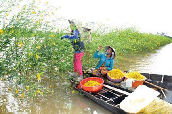 Nông dân miền Tây khấm khá nhờ cây điên điển - Ảnh 5. Nông dân miền Tây khấm khá nhờ cây điên điển - Ảnh 5.