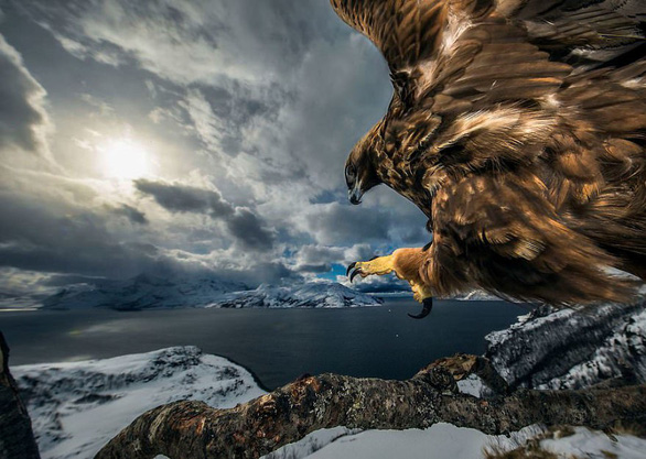 Sóc chết đứng khi thấy cáo thắng giải Nhiếp ảnh gia động vật hoang dã 2019 - Ảnh 7.