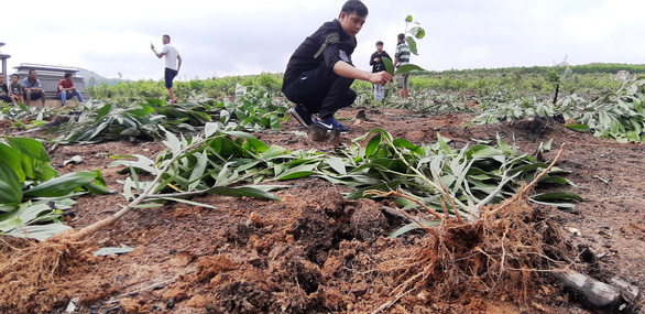 Hàng nghìn cây keo bị nhổ: xã hỗ trợ mỗi cây 4.000 đồng, dân không chịu - Ảnh 1.