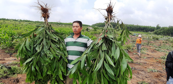 Hàng nghìn cây keo bị nhổ: xã hỗ trợ mỗi cây 4.000 đồng, dân không chịu - Ảnh 2.