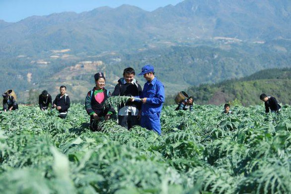 Những vùng đất trồng dược liệu đạt chuẩn thế giới ngay tại Việt Nam - Ảnh 3. Những vùng đất trồng dược liệu đạt chuẩn thế giới ngay tại Việt Nam - Ảnh 3.