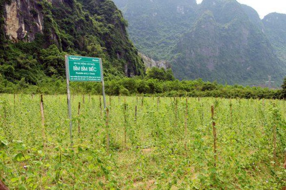 Những vùng đất trồng dược liệu đạt chuẩn thế giới ngay tại Việt Nam - Ảnh 4. Những vùng đất trồng dược liệu đạt chuẩn thế giới ngay tại Việt Nam - Ảnh 4.