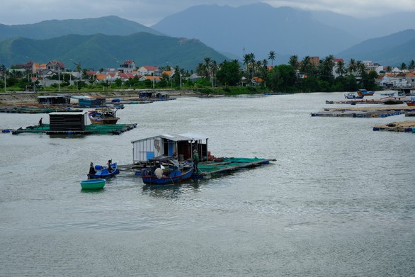 Người nuôi thủy sản trên vịnh Vân Phong hối hả bán cá chạy bão số 5 - Ảnh 7. Người nuôi thủy sản trên vịnh Vân Phong hối hả bán cá chạy bão số 5 - Ảnh 7.