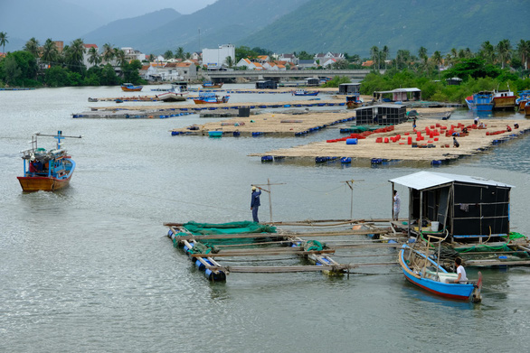 Người nuôi thủy sản trên vịnh Vân Phong hối hả bán cá chạy bão số 5 - Ảnh 1. Người nuôi thủy sản trên vịnh Vân Phong hối hả bán cá chạy bão số 5 - Ảnh 1.