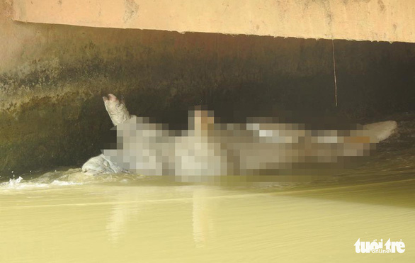 Nghệ An: Dân vứt heo chết trôi đầy sông, bất chấp dịch lan khắp nơi - Ảnh 1.