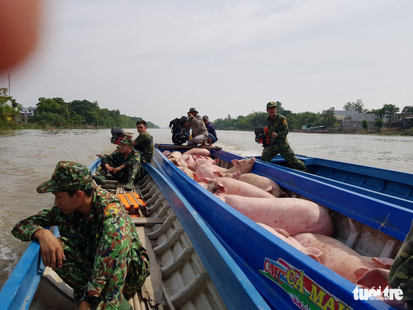 Bắt gần 2 tấn heo lậu từ Campuchia vào Việt Nam - Ảnh 1.