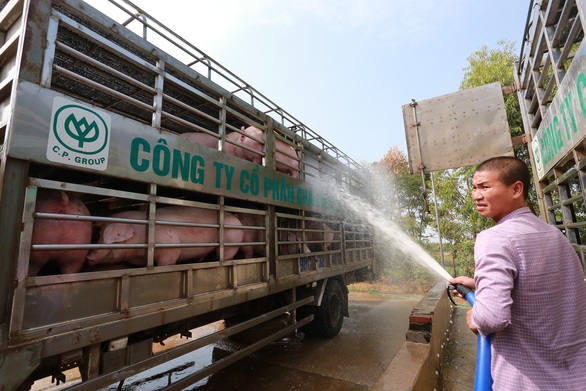 Yêu cầu doanh nghiệp giảm giá thịt heo xuống dưới 75.000 đồng/kg - Ảnh 1. Yêu cầu doanh nghiệp giảm giá thịt heo xuống dưới 75.000 đồng/kg - Ảnh 1.