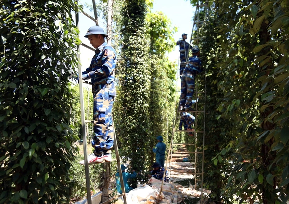 Trong 5 năm, giá 1 ký hồ tiêu từ 10 USD chỉ còn 2 USD - Ảnh 1. Trong 5 năm, giá 1 ký hồ tiêu từ 10 USD chỉ còn 2 USD - Ảnh 1.