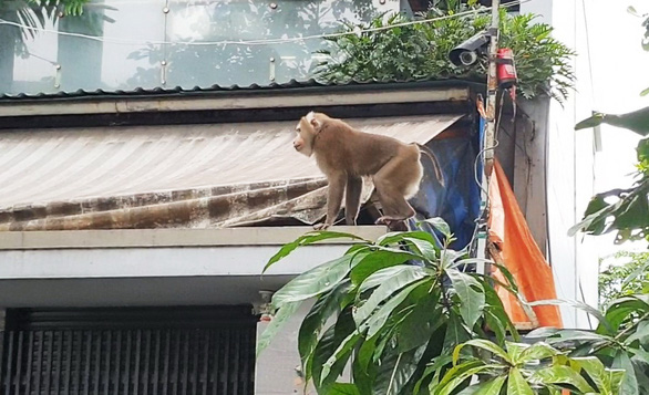 Khỉ, gấu sổng chuồng: người dân lo âu, cơ quan chức năng lúng túng - Ảnh 1. Khỉ, gấu sổng chuồng: người dân lo âu, cơ quan chức năng lúng túng - Ảnh 1.