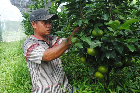 Quýt hồng Lai Vung trồng chậu độc, lạ sẵn sàng phục vụ Tết Canh Tý 2020 - Ảnh 2. Quýt hồng Lai Vung trồng chậu độc, lạ sẵn sàng phục vụ Tết Canh Tý 2020 - Ảnh 2.