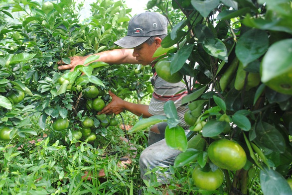 Quýt hồng Lai Vung trồng chậu độc, lạ sẵn sàng phục vụ Tết Canh Tý 2020 - Ảnh 4. Quýt hồng Lai Vung trồng chậu độc, lạ sẵn sàng phục vụ Tết Canh Tý 2020 - Ảnh 4.