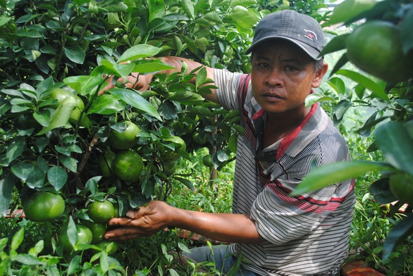 Quýt hồng Lai Vung trồng chậu độc, lạ sẵn sàng phục vụ Tết Canh Tý 2020 - Ảnh 1. Quýt hồng Lai Vung trồng chậu độc, lạ sẵn sàng phục vụ Tết Canh Tý 2020 - Ảnh 1.