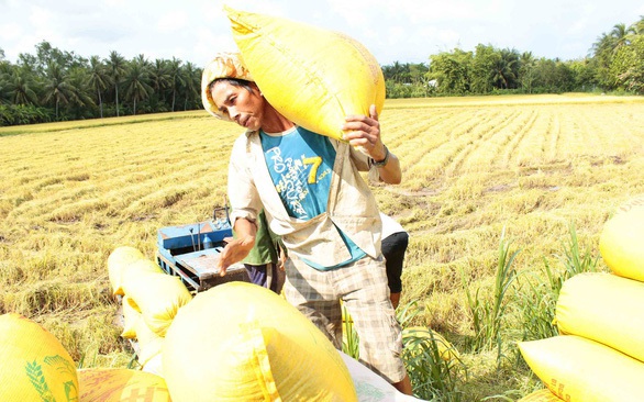 Cơ hội nâng tầm hạt gạo Việt - Ảnh 1. Cơ hội nâng tầm hạt gạo Việt - Ảnh 1.