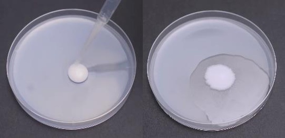 Chuyên gia Nhật thực nghiệm công dụng phòng đột quỵ của nattokinase - Ảnh 3. Chuyên gia Nhật thực nghiệm công dụng phòng đột quỵ của nattokinase - Ảnh 3.