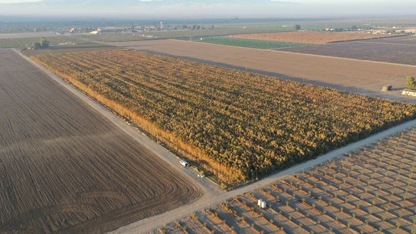Phát hiện 10 triệu cây cần sa trồng trái phép trị giá 1 tỉ USD ở California - Ảnh 1. Phát hiện 10 triệu cây cần sa trồng trái phép trị giá 1 tỉ USD ở California - Ảnh 1.