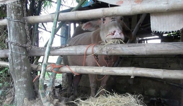 Băng trâu giang hồ húc 15 người, công an xã, huyện mấy tuần mới bắt được - Ảnh 1. Băng trâu giang hồ húc 15 người, công an xã, huyện mấy tuần mới bắt được - Ảnh 1.