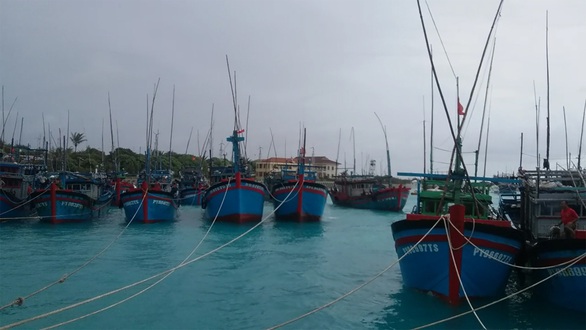 Bão số 6: Đảo Song Tử Tây đã bị gió quật gãy đổ một số cây phong ba - Ảnh 1. Bão số 6: Đảo Song Tử Tây đã bị gió quật gãy đổ một số cây phong ba - Ảnh 1.