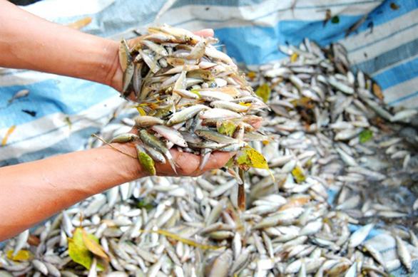 Thương nhớ những mùa cá linh - Kỳ 2: Mùa hội cá linh - Ảnh 1. Thương nhớ những mùa cá linh - Kỳ 2: Mùa hội cá linh - Ảnh 1.