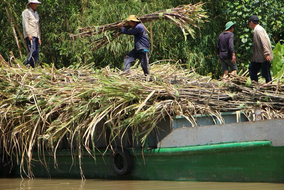 1 tấn mía, Brazil tốn 16 USD, Úc 18 USD, Thái Lan 30 USD, còn VN 40-50 USD - Ảnh 1. 1 tấn mía, Brazil tốn 16 USD, Úc 18 USD, Thái Lan 30 USD, còn VN 40-50 USD - Ảnh 1.
